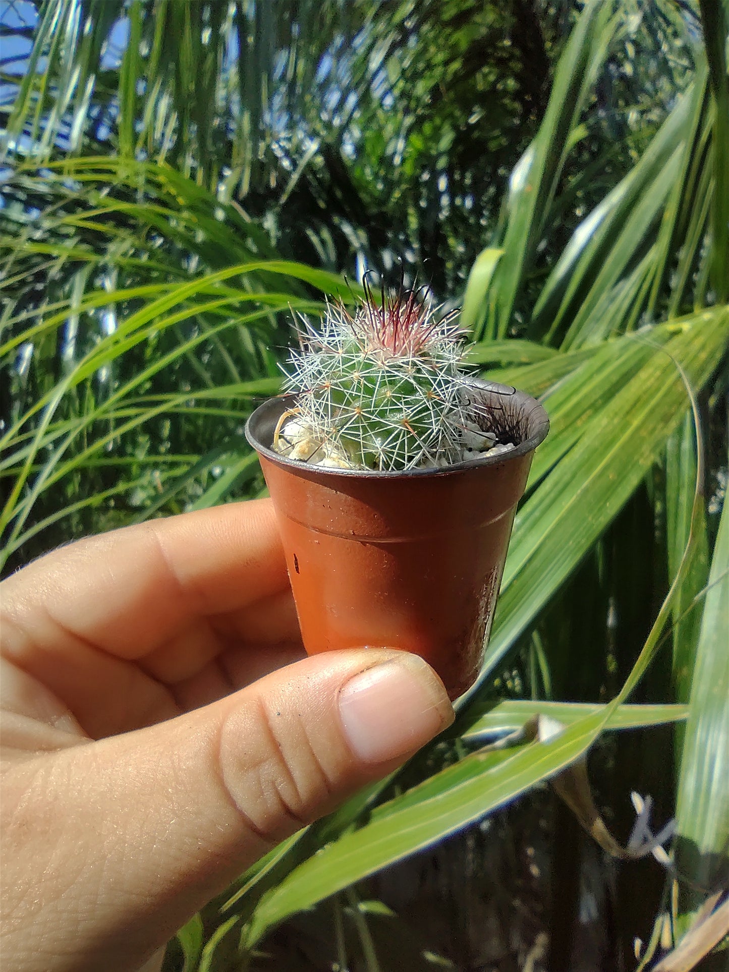 Cactus Mini Mamillaria Beneckei #1