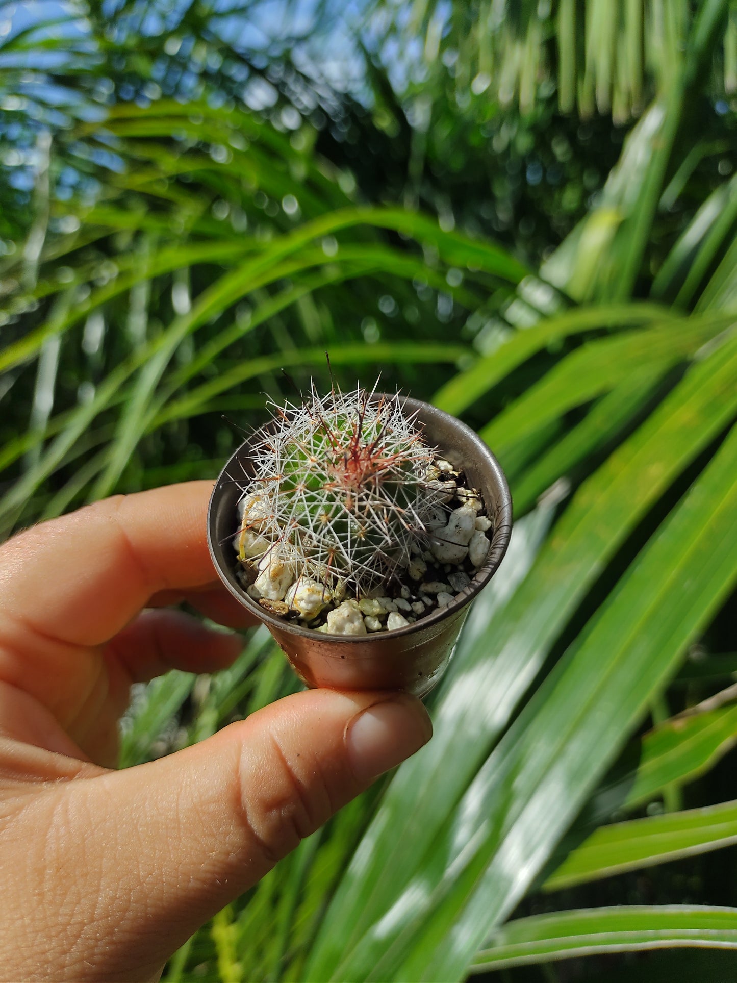 Cactus Mini Mamillaria Beneckei #1