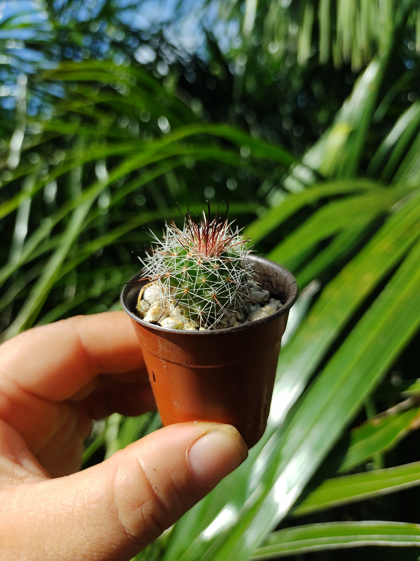 Cactus Mini Mamillaria Beneckei #1