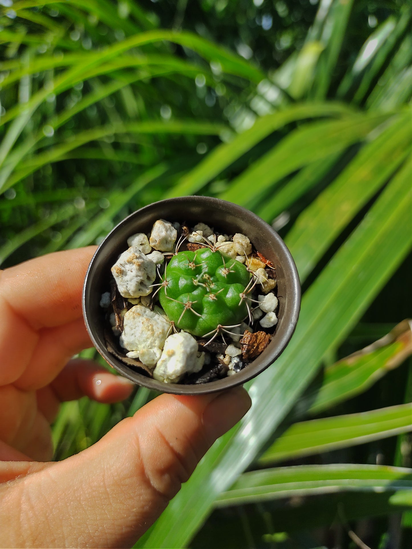 Gymnocalycium Marsoneri #1 mini