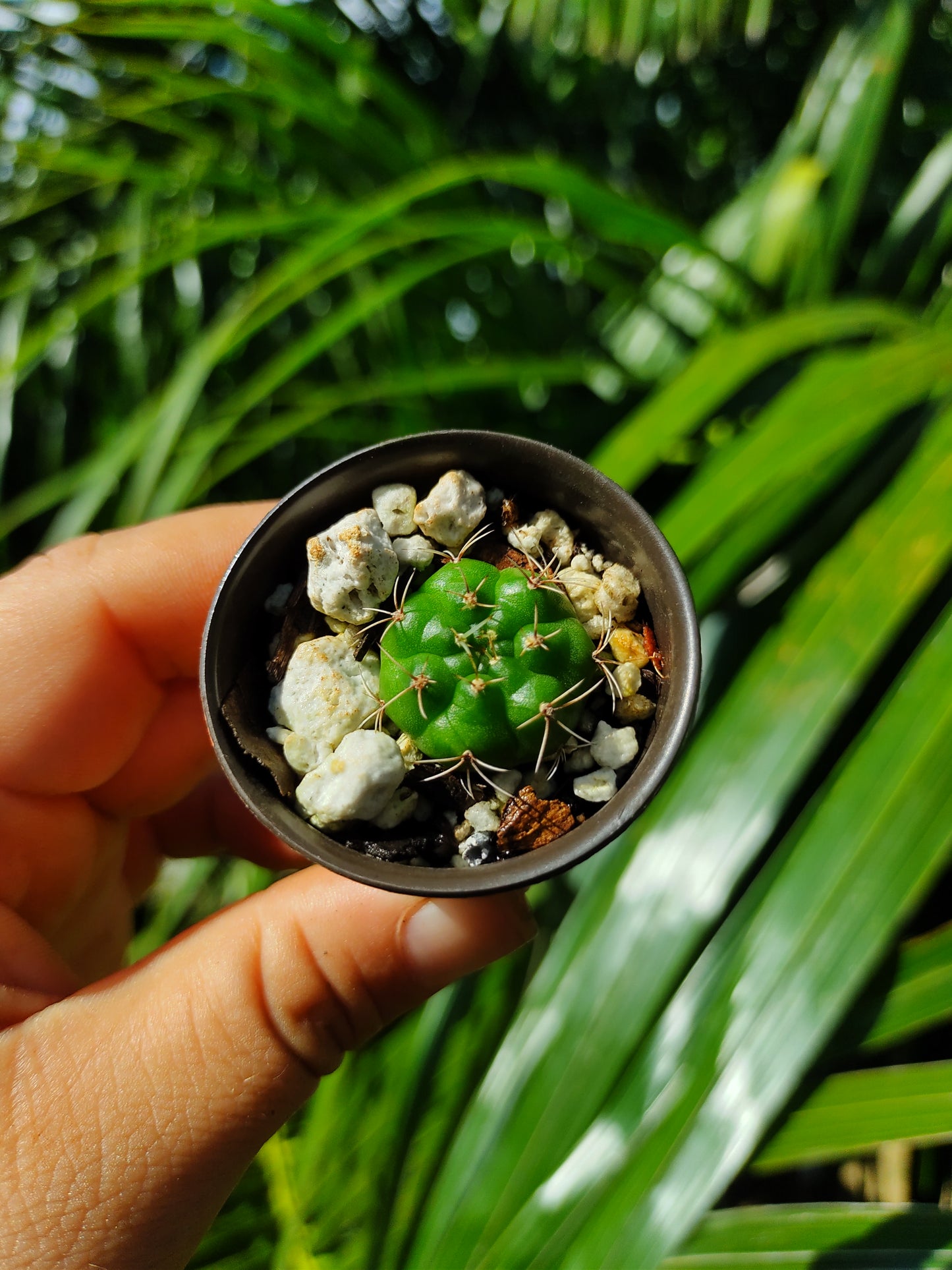 Gymnocalycium Marsoneri #1 mini