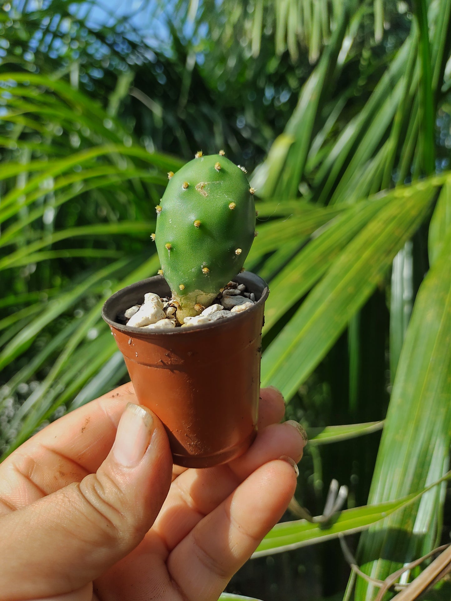 Cactus mini opuntia Canteare #1