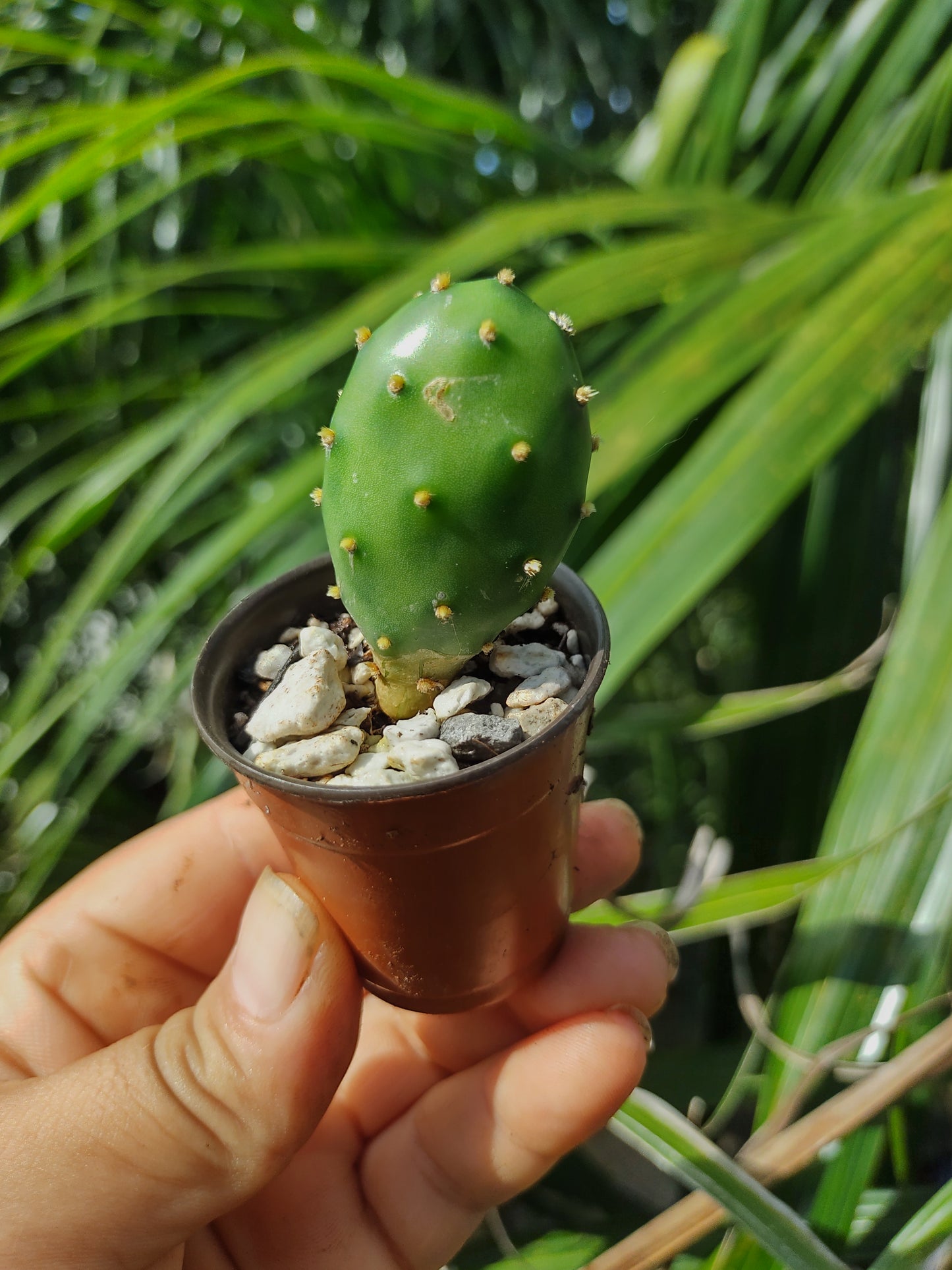 Cactus mini opuntia Canteare #1