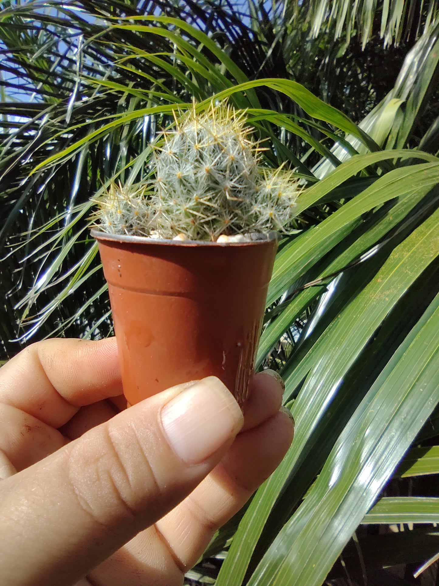 Mamillaria Prolifera #1