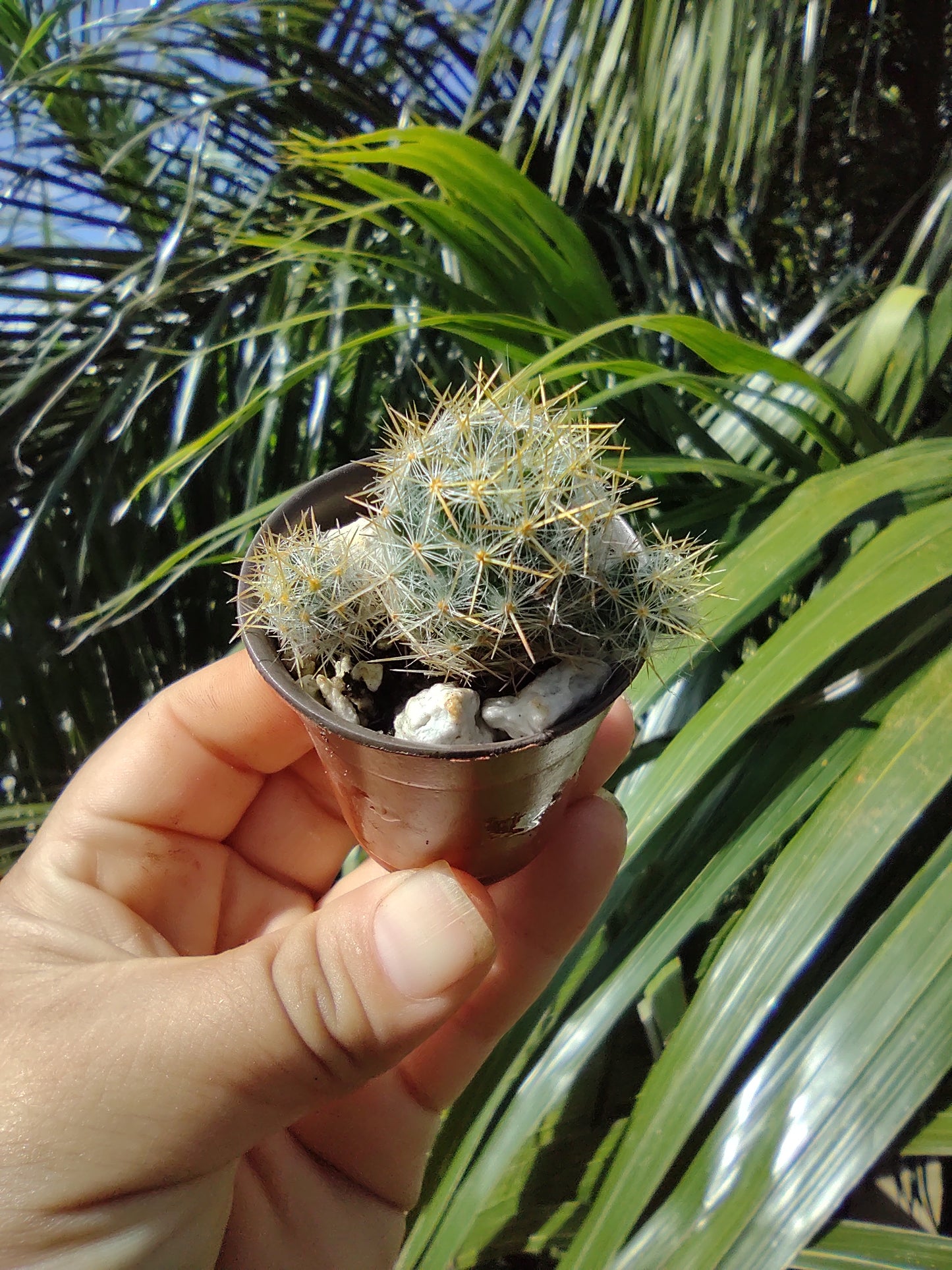 Mamillaria Prolifera #1