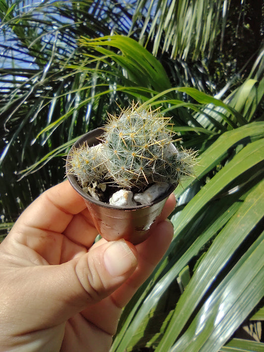 Mammillaria Prolifera "2