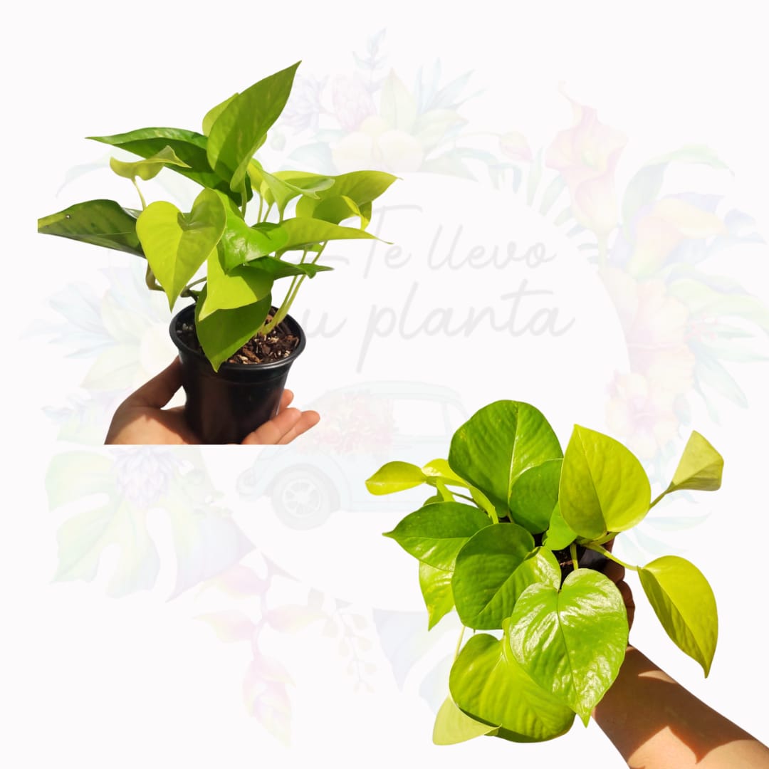 Pothos Neón | Epipremnum Aureum Neón "4