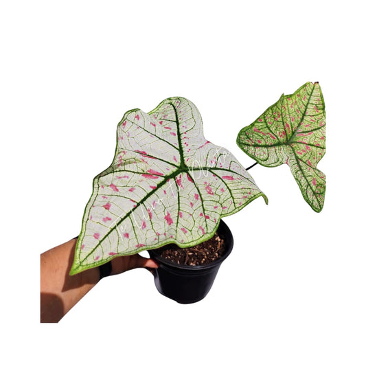 Caladium Cranberrystar “5