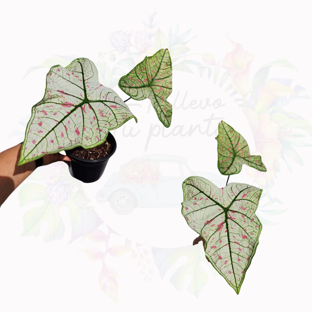 Caladium Cranberrystar “5