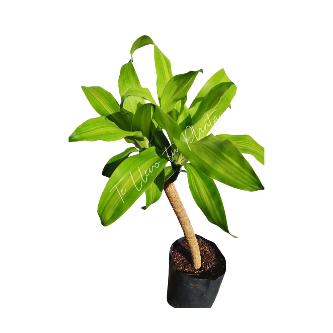 Dracaena Fragans #10 (palo de Brasil)