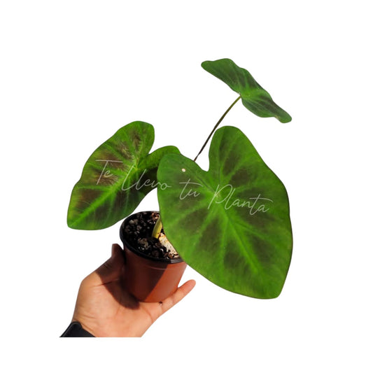 Colocasia Aloha “4