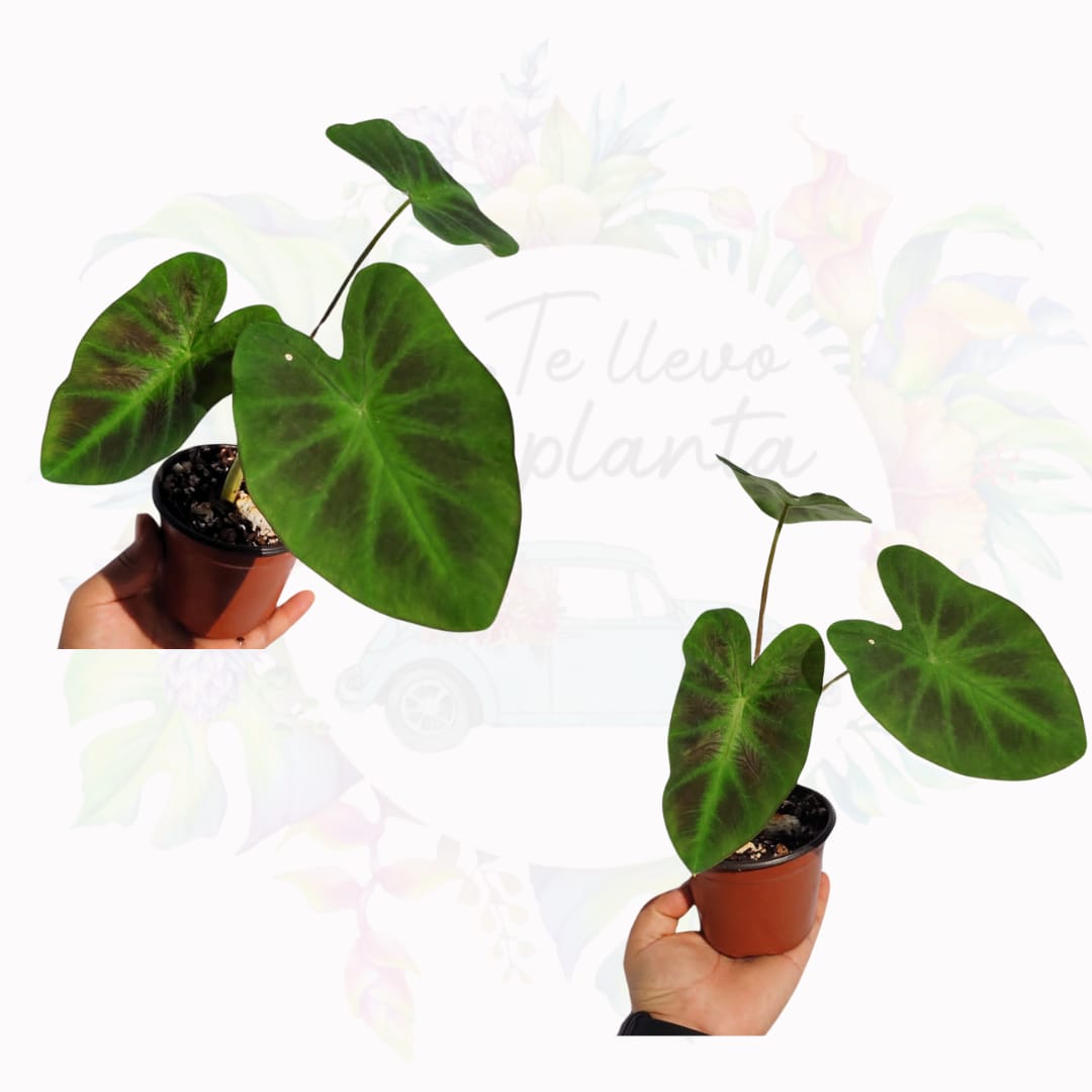 Colocasia Aloha “4