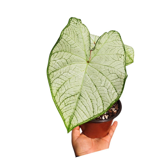 Caladium Moonlight #4