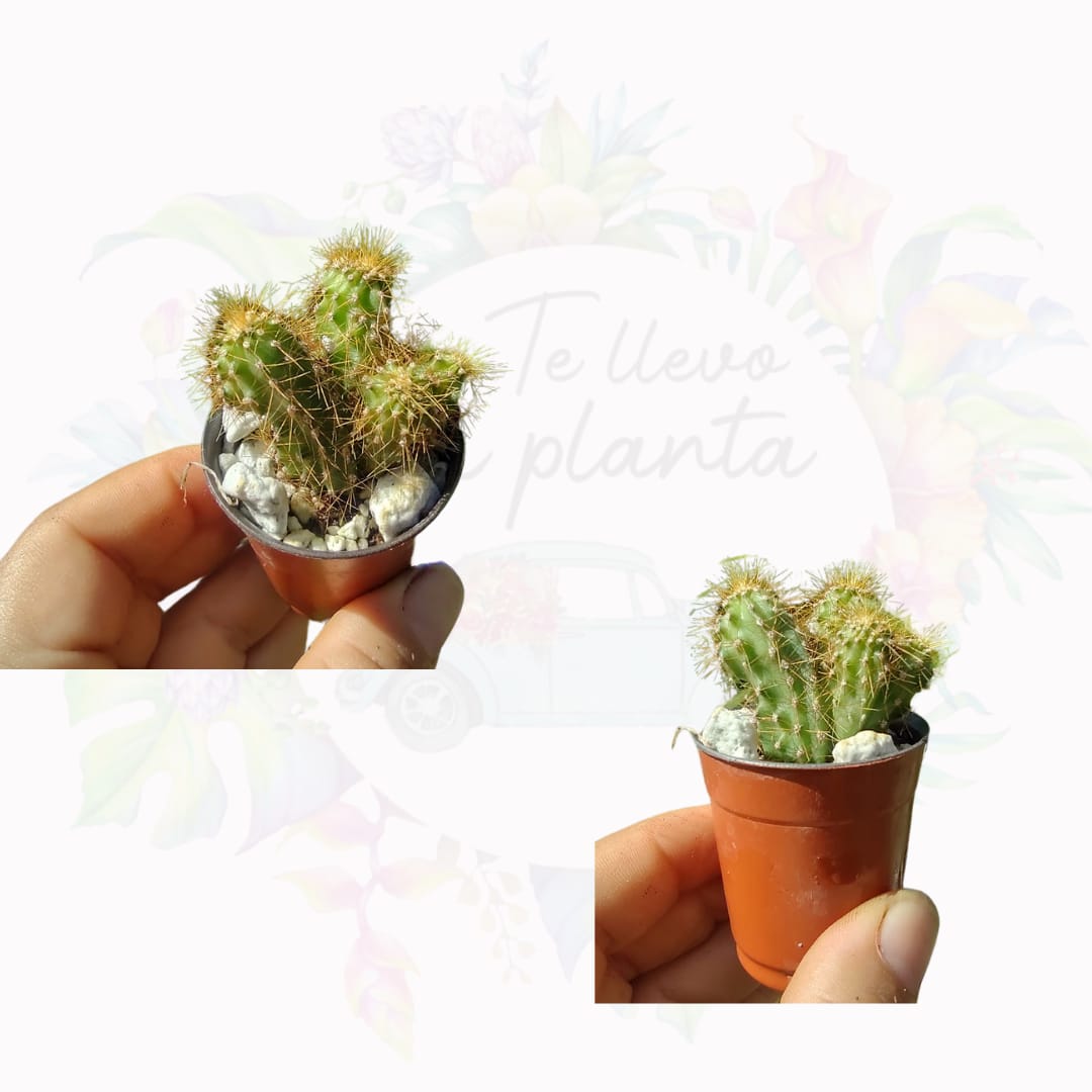 Cactus Mini #1 Cerecus Rapandus Variedad Monstrosus