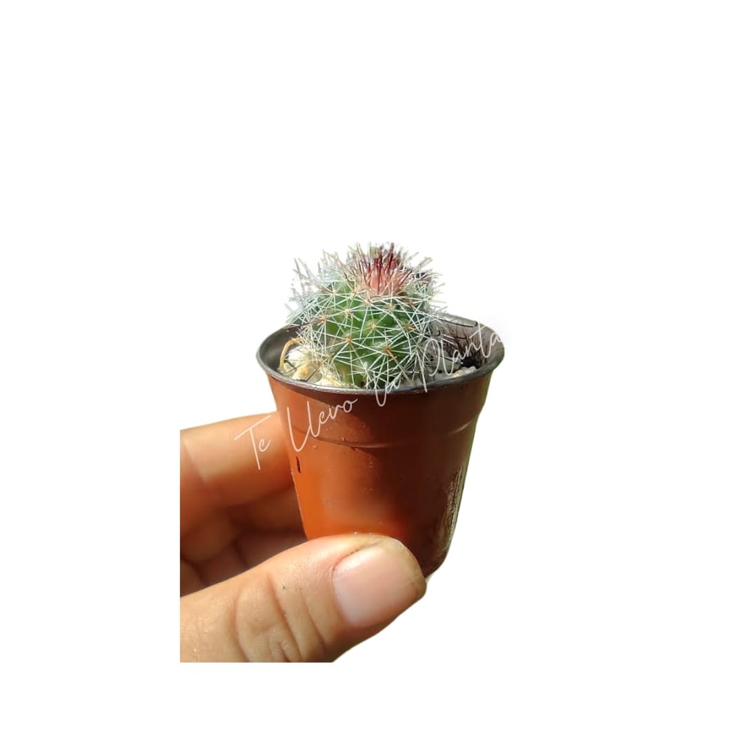 Cactus Mini Mamillaria Beneckei #1