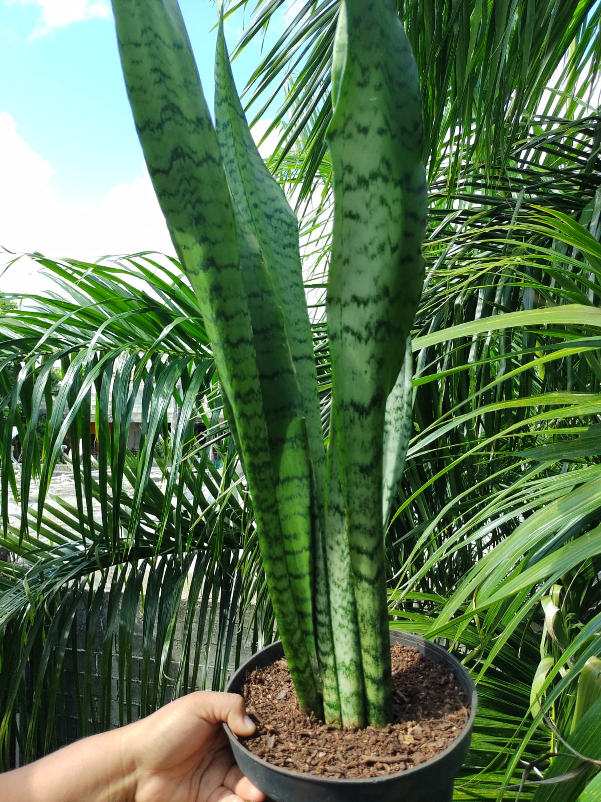 Sansevieria Trifasciata