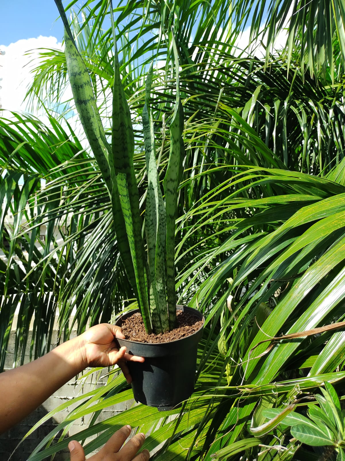 Sansevieria Trifasciata