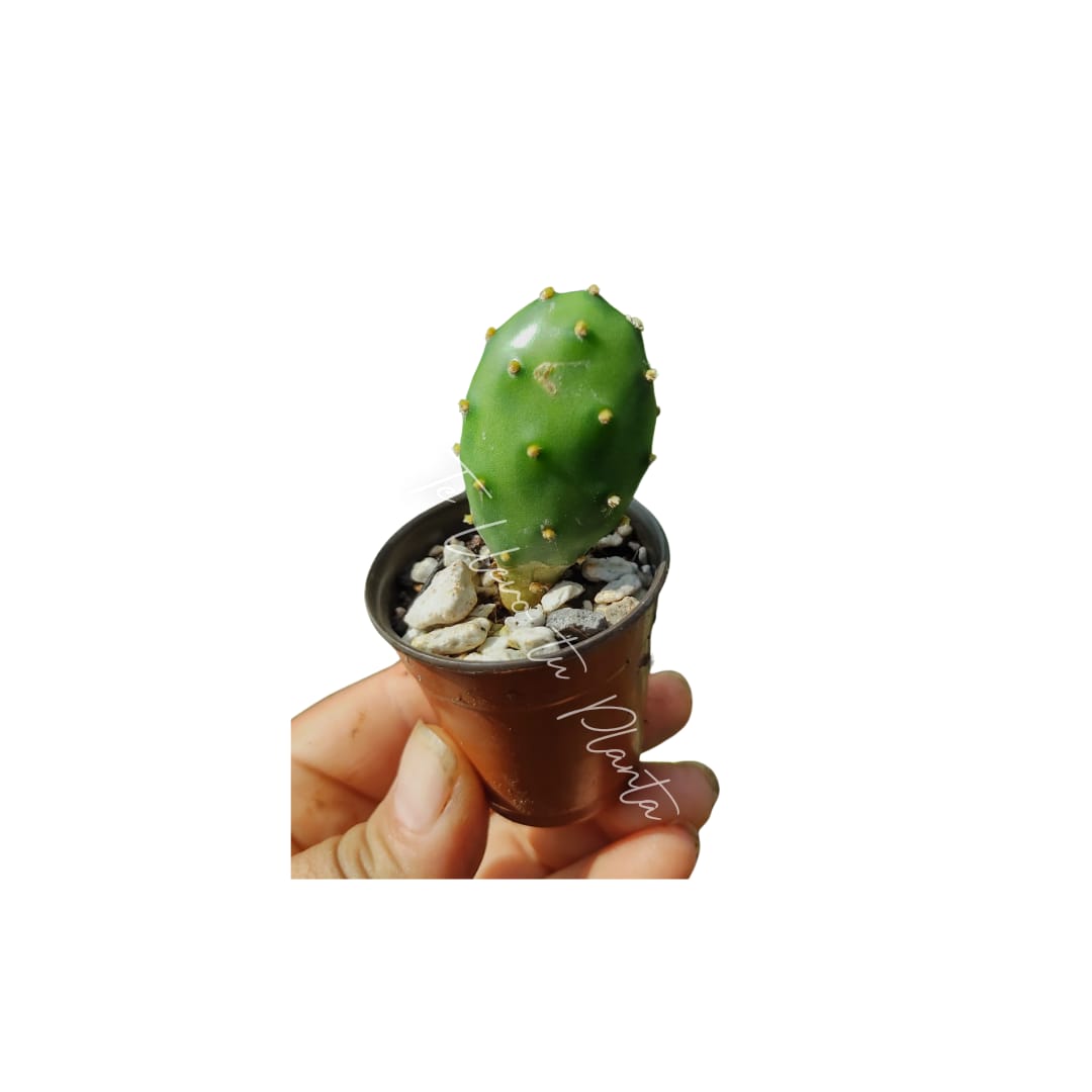 Cactus mini opuntia Canteare #1