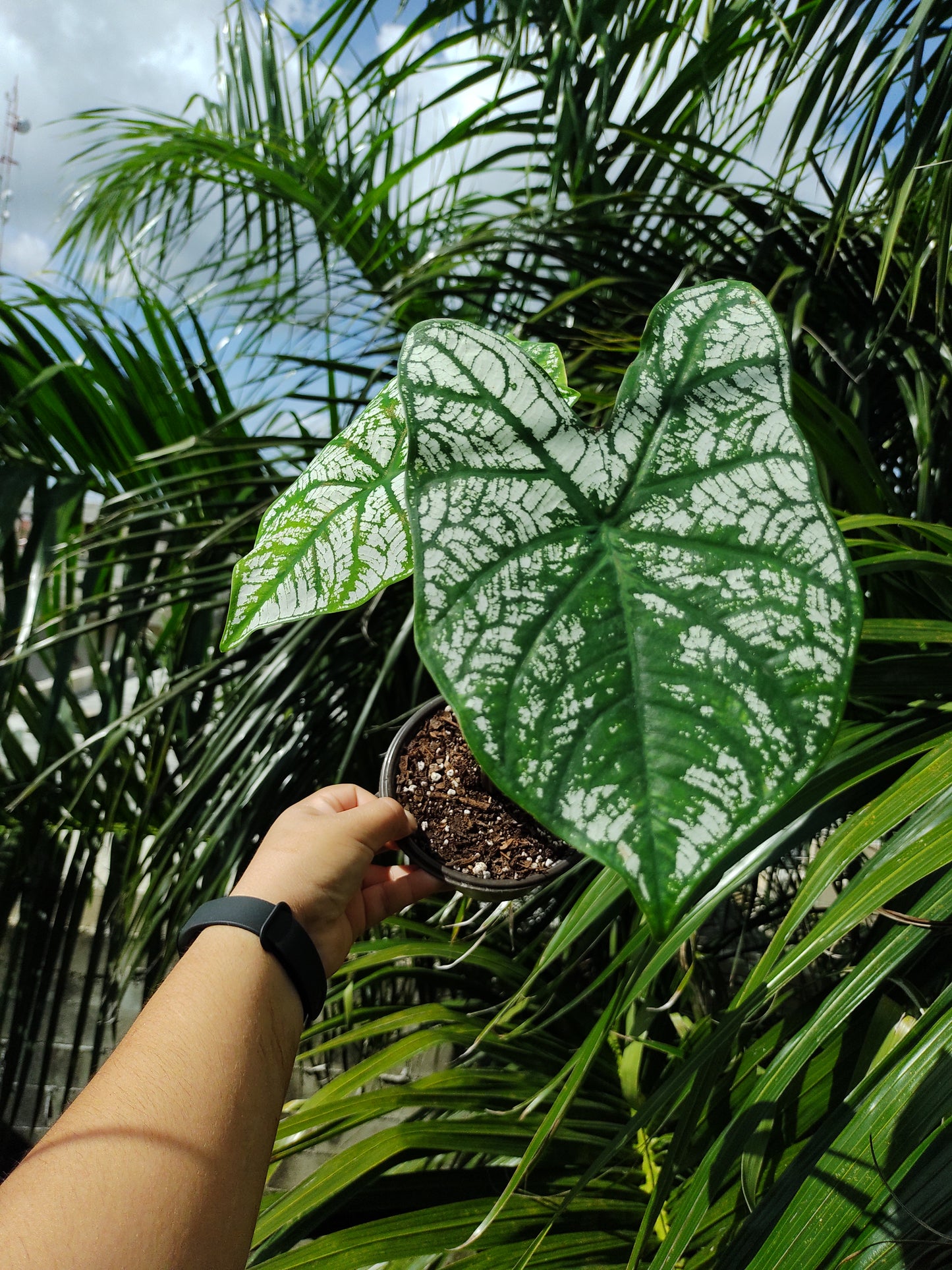 Caladium White Christmas #5