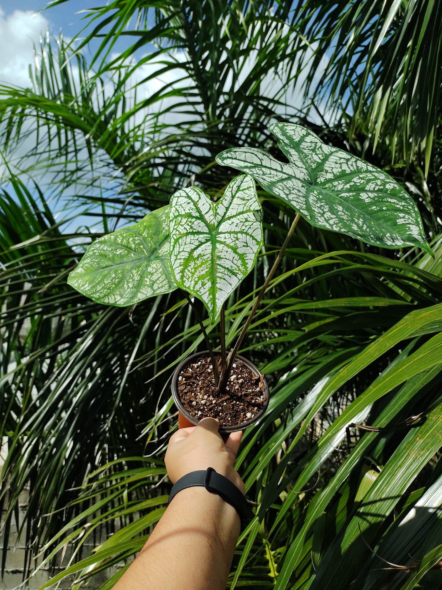 Caladium White Christmas #5