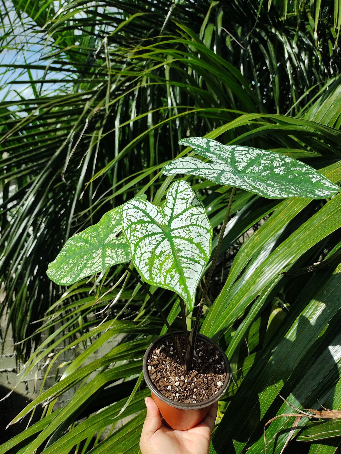 Caladium White Christmas #5