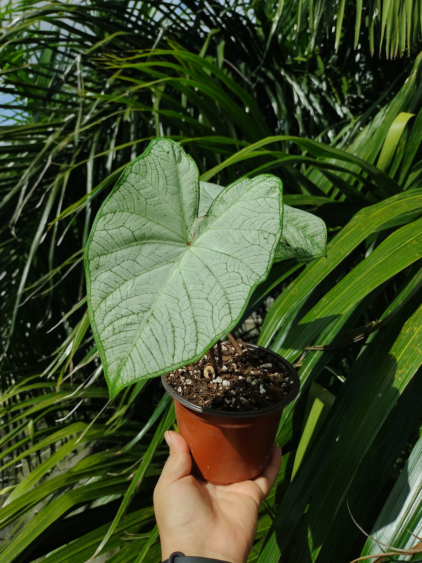 Caladium Moonlight #4