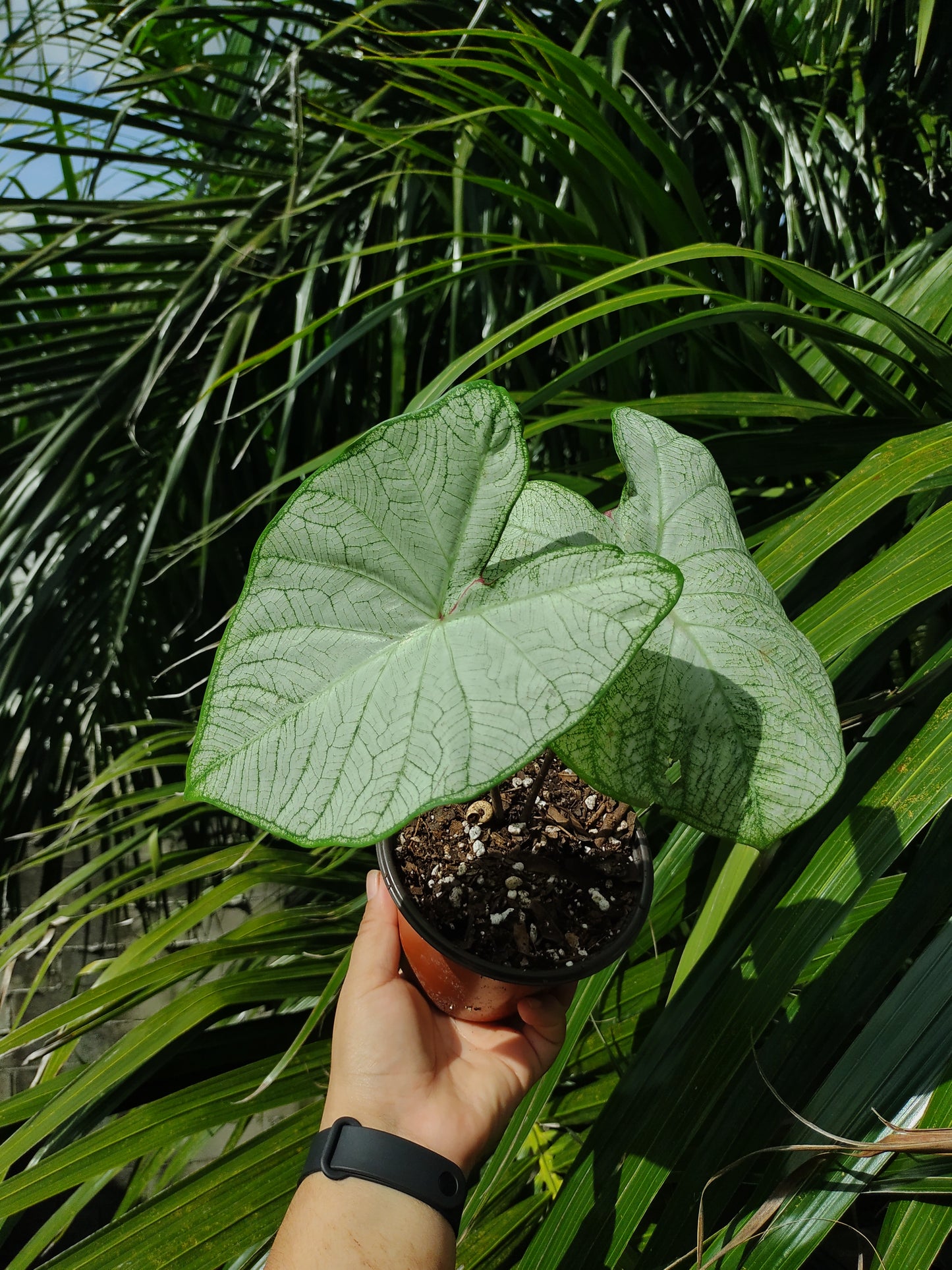 Caladium Moonlight #4