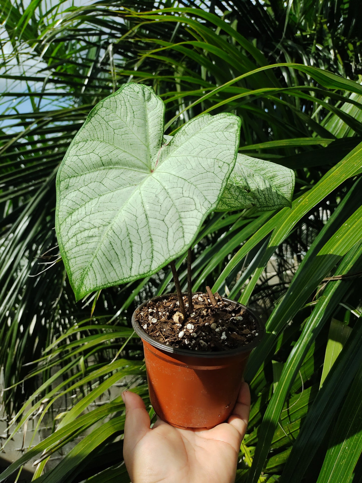 Caladium Moonlight #4