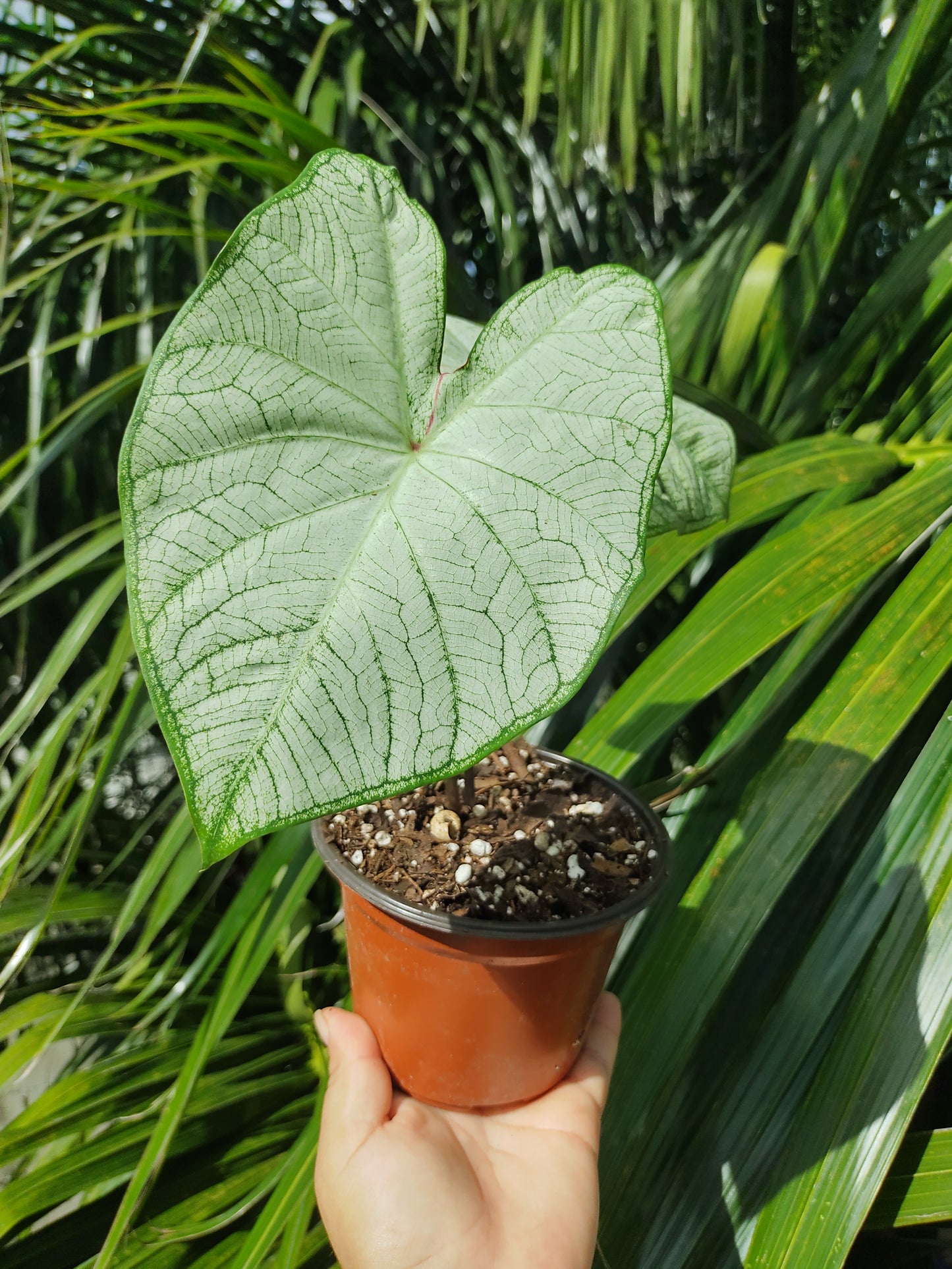 Caladium Moonlight #4