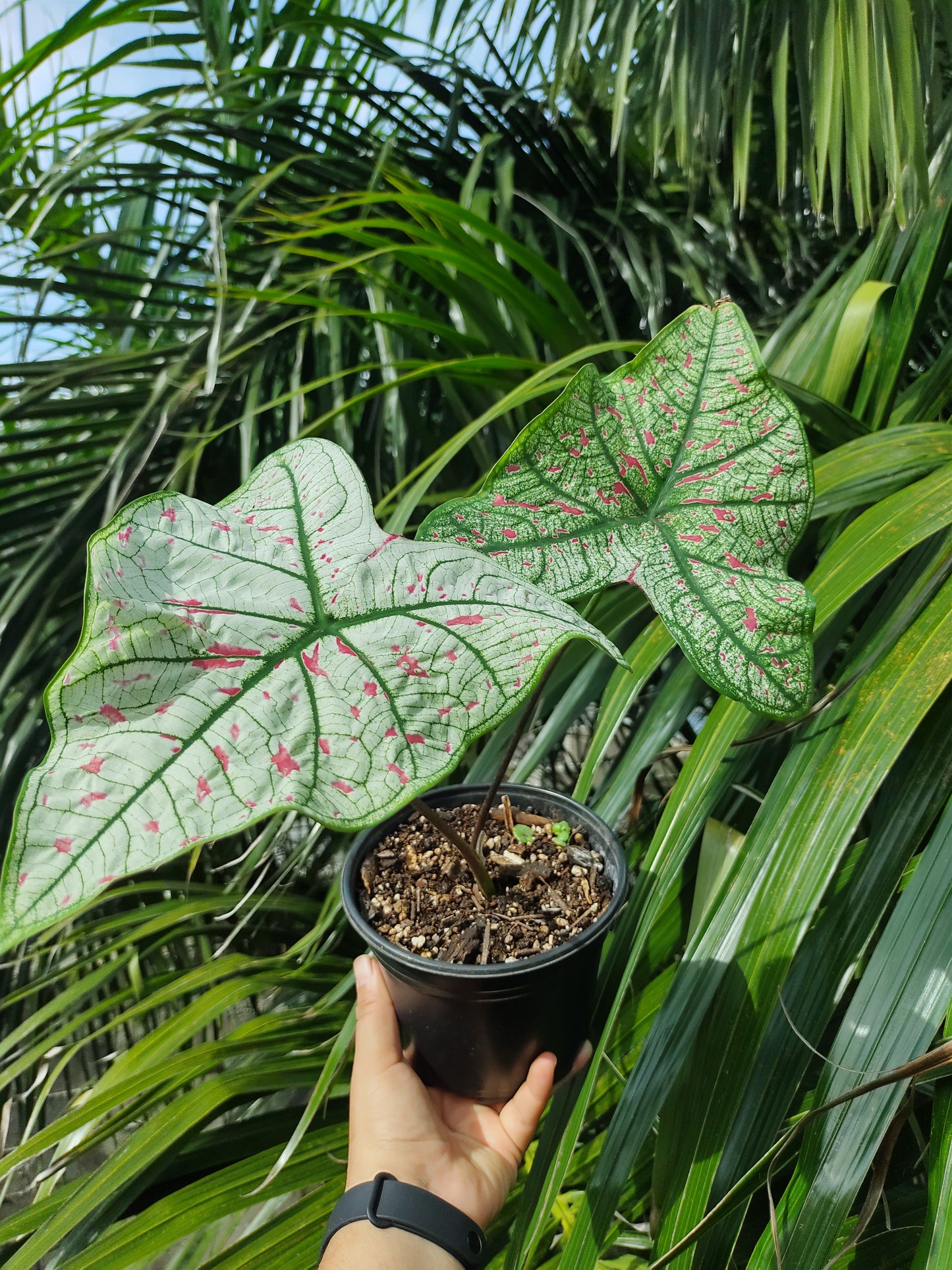 Caladium Cranberrystar “5