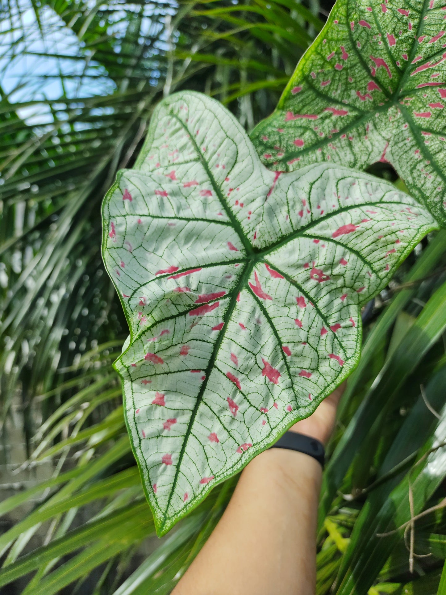 Caladium Cranberrystar “5