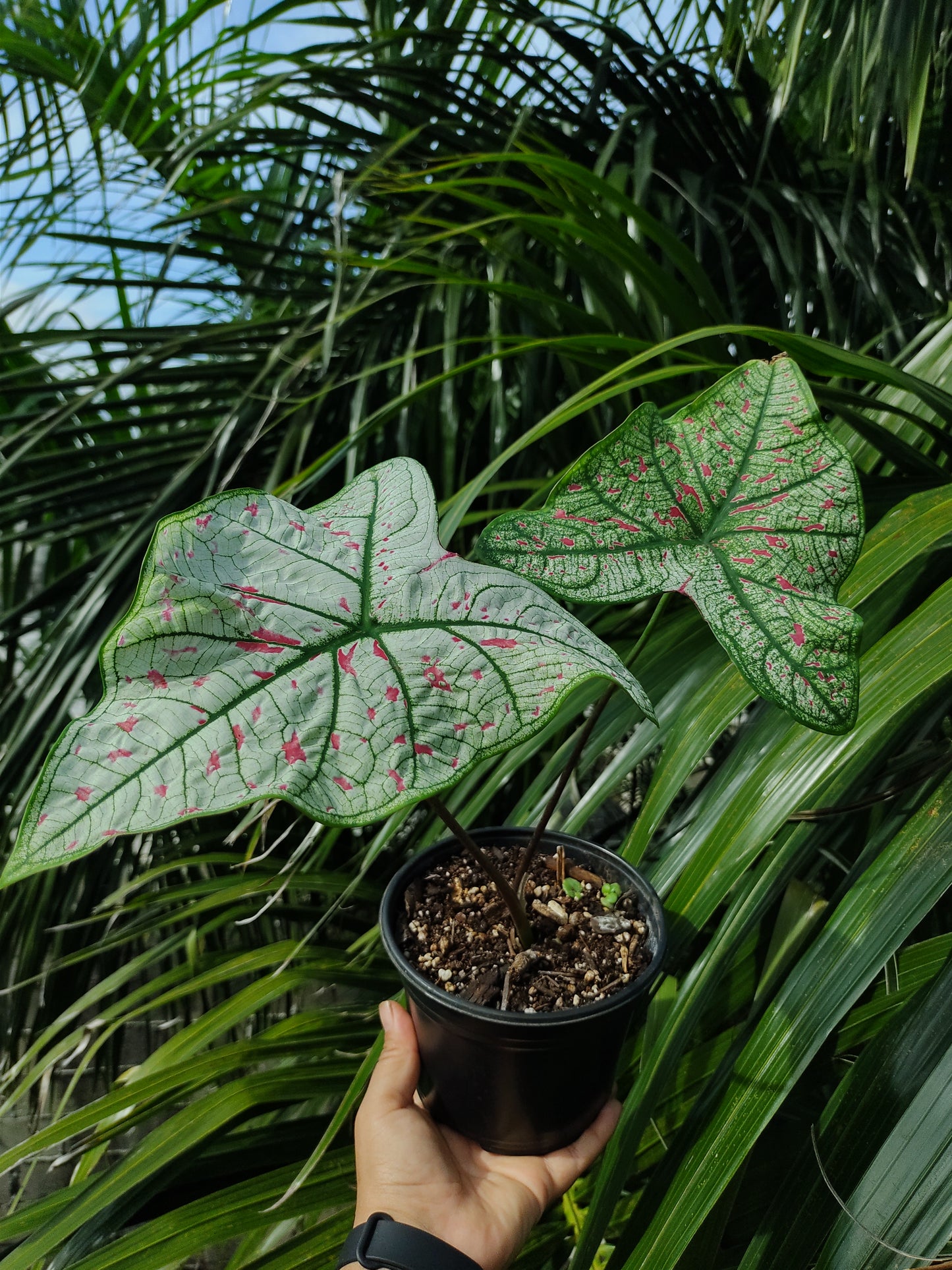 Caladium Cranberrystar “5