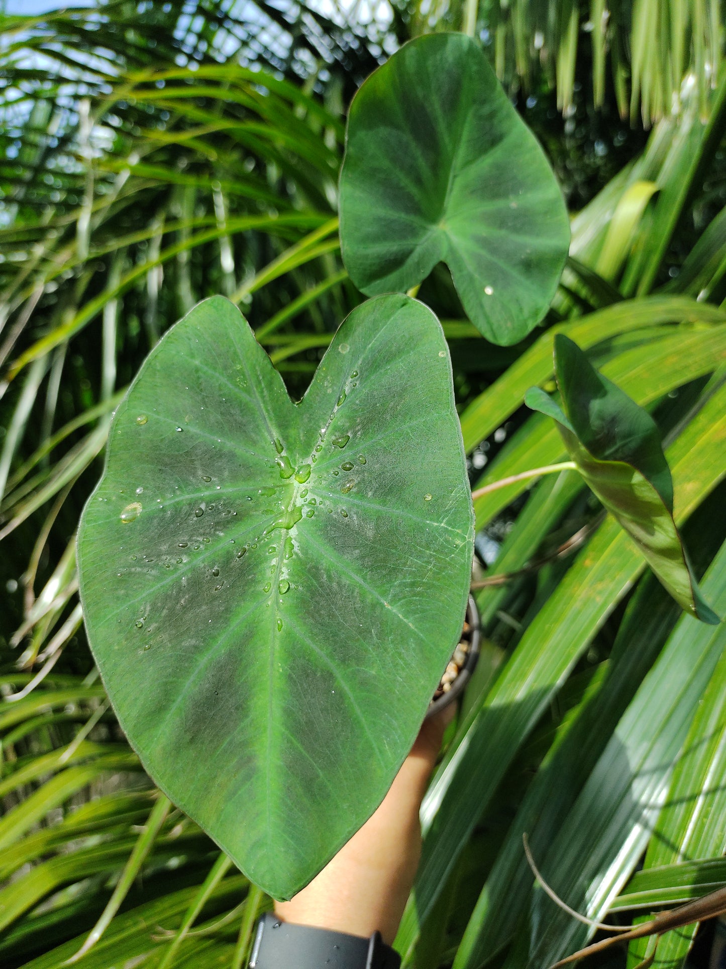 Colocasia Aloha “4