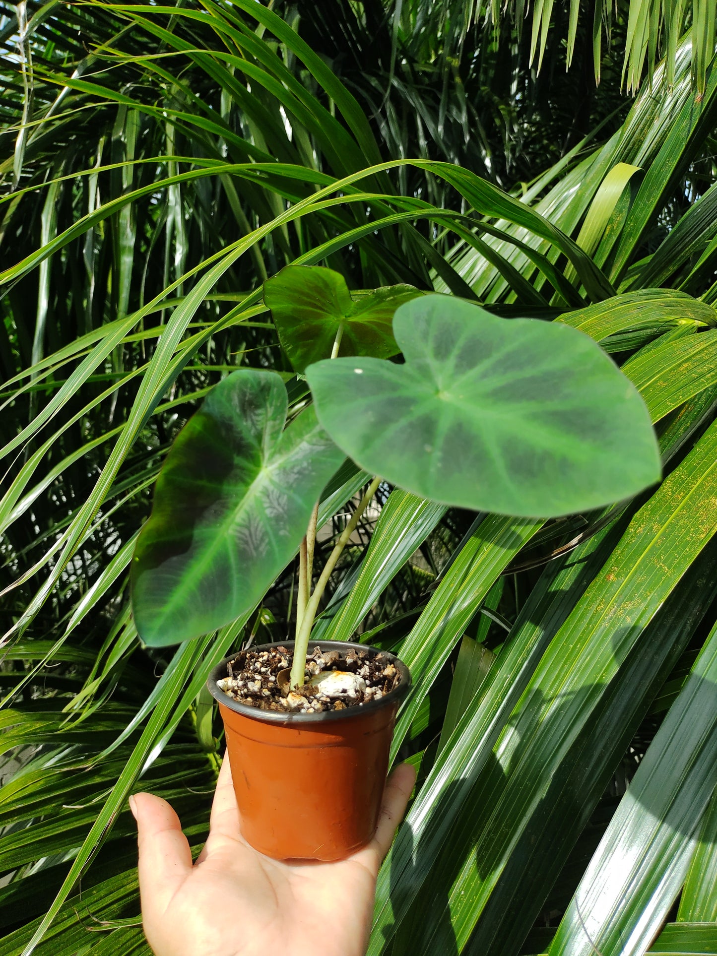 Colocasia Aloha “4