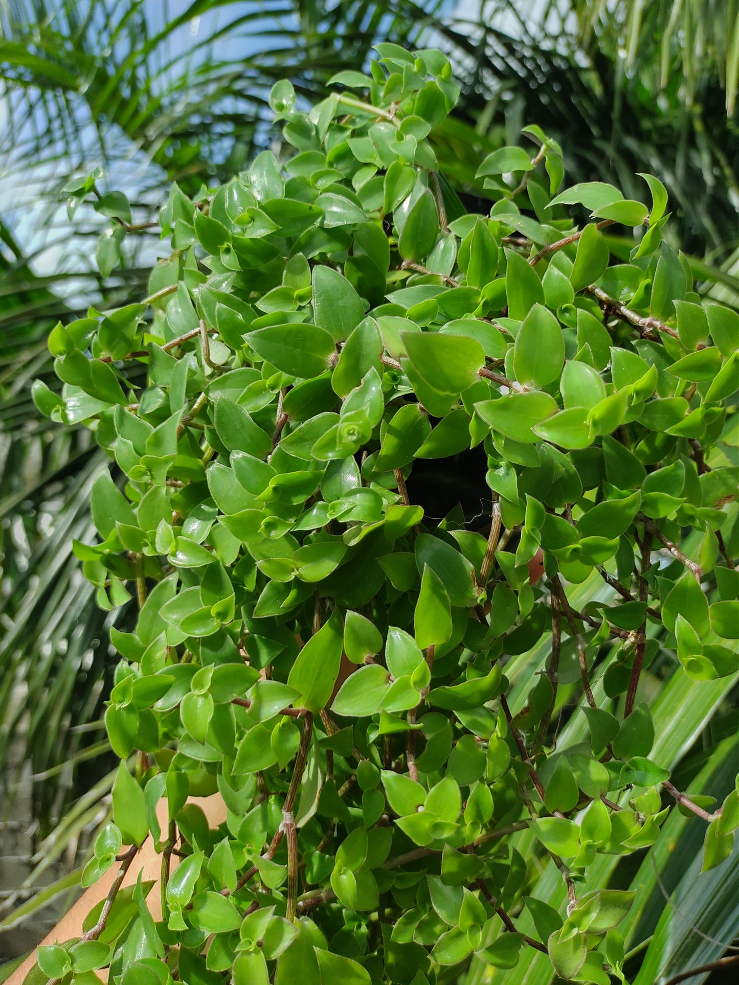 Callisia Cordifolia "5