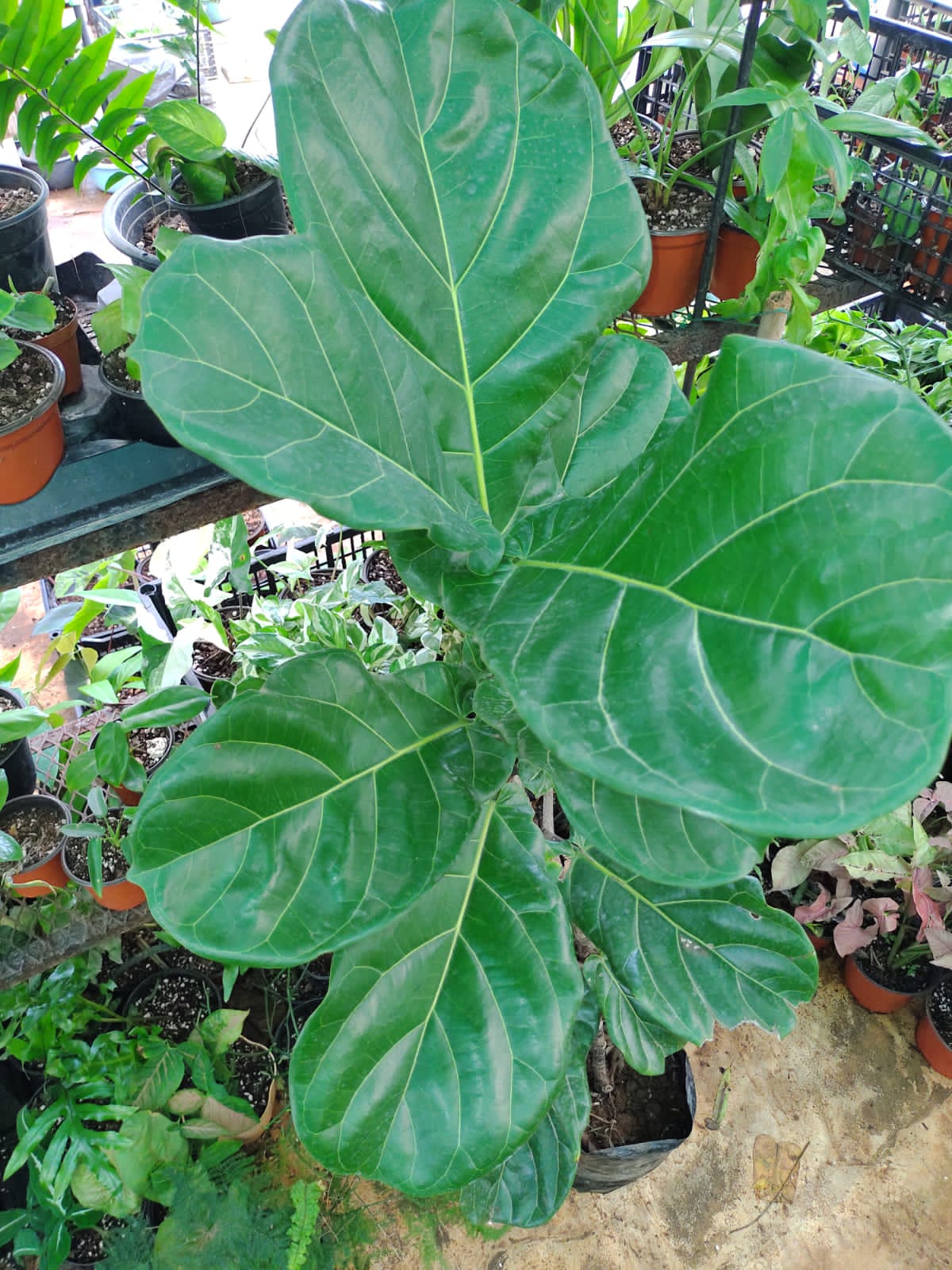 Ficus Lyrata