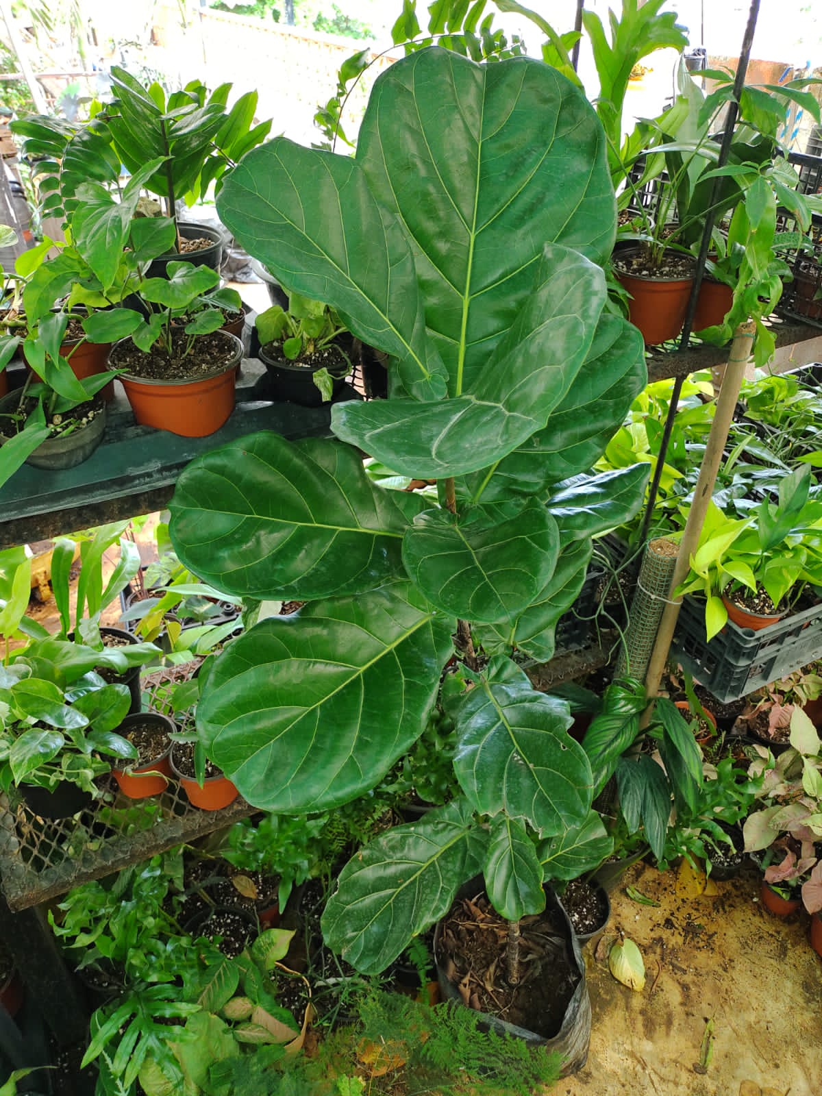 Ficus Lyrata