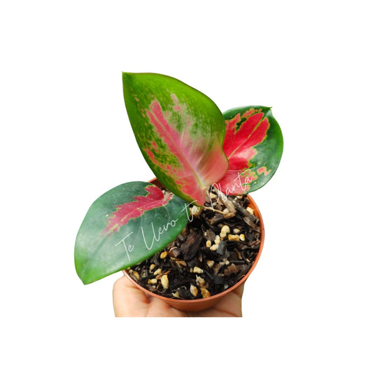 Aglaonema Suksom #4