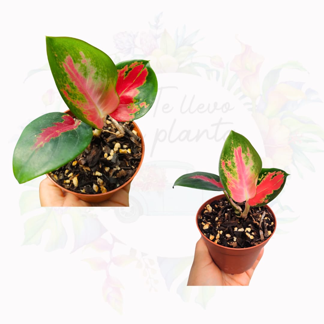 Aglaonema Suksom #4