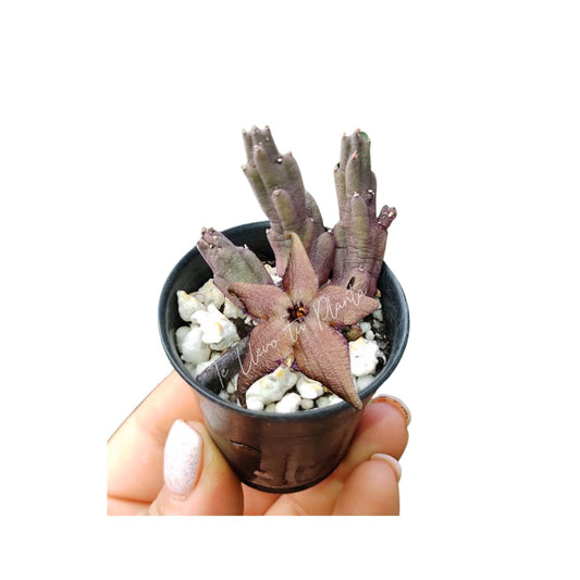 Stapelia Schinzii #2