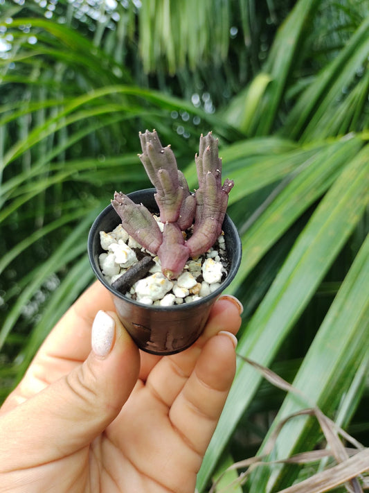 Stapelia Schinzii "2