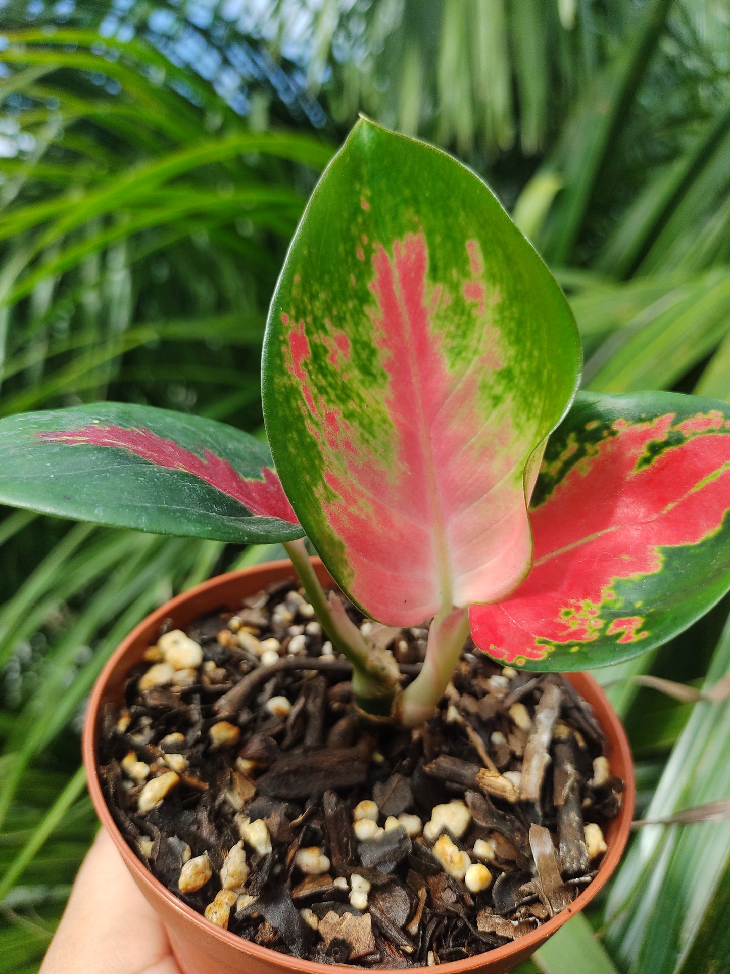 Aglaonema Suksom #4