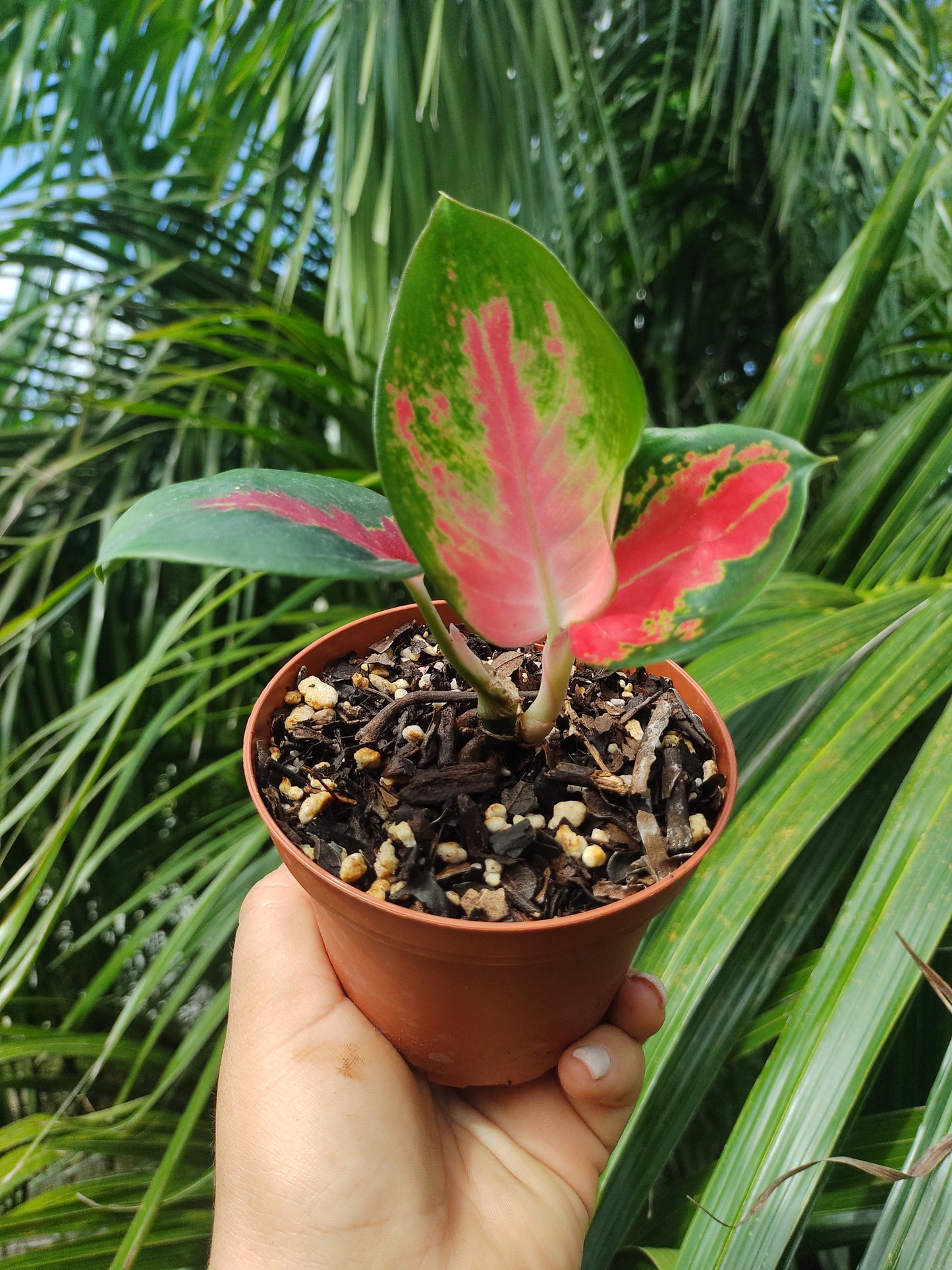 Aglaonema Suksom #4