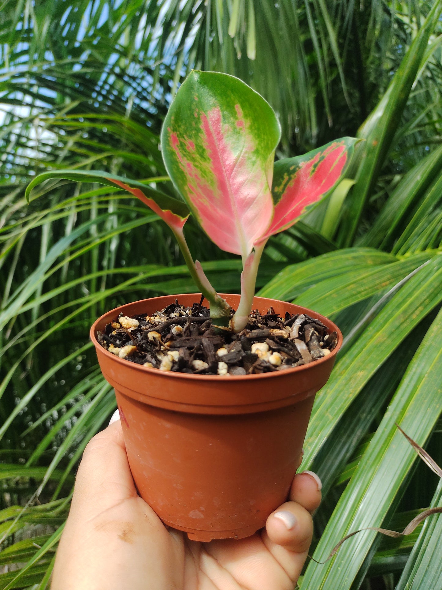 Aglaonema Suksom #4