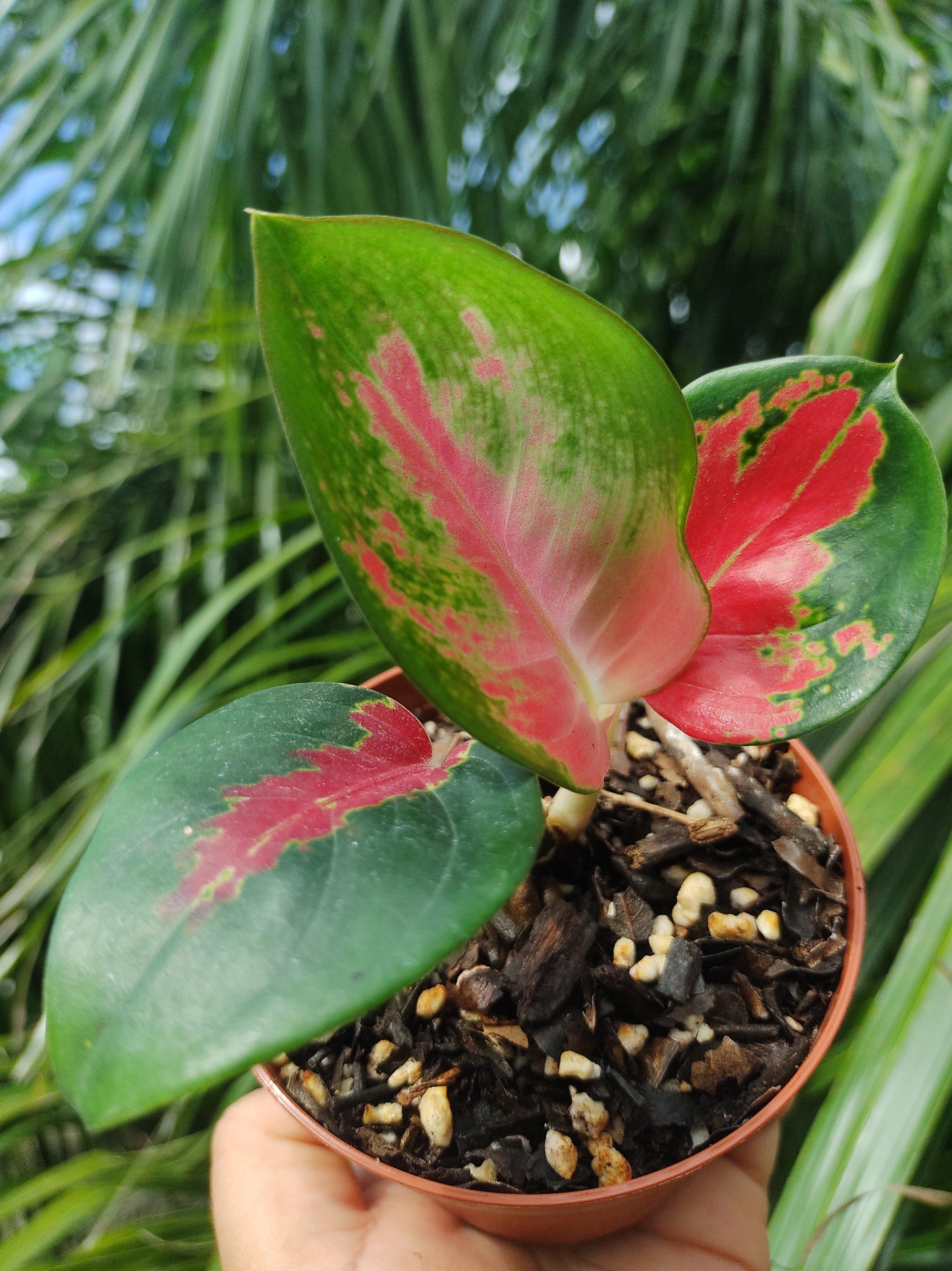 Aglaonema Suksom #4