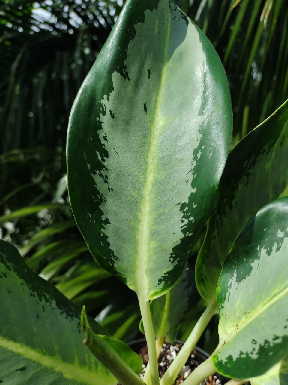 Aglaonema Green Bowl “4