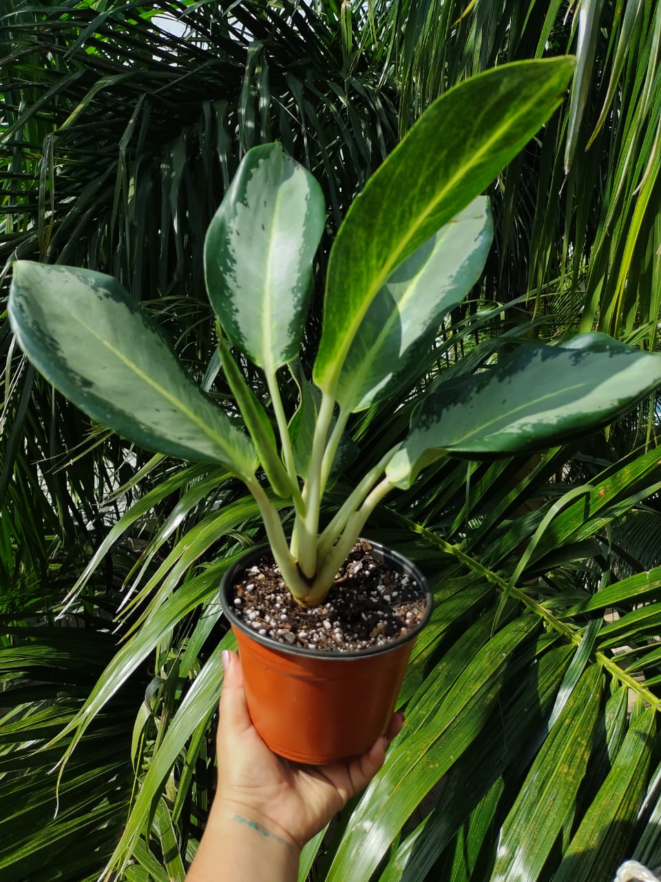Aglaonema Green Bowl “4