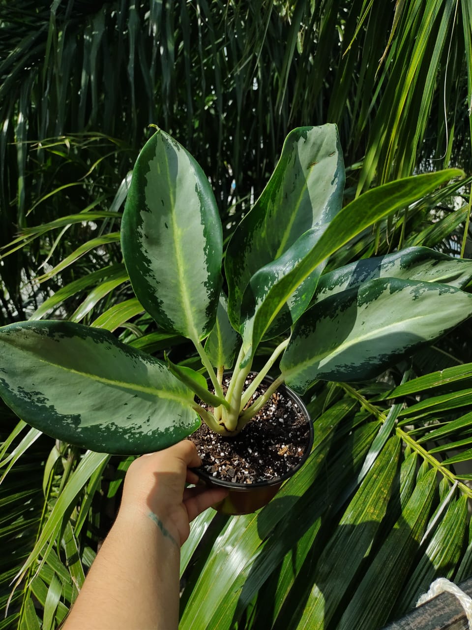 Aglaonema Green Bowl “4