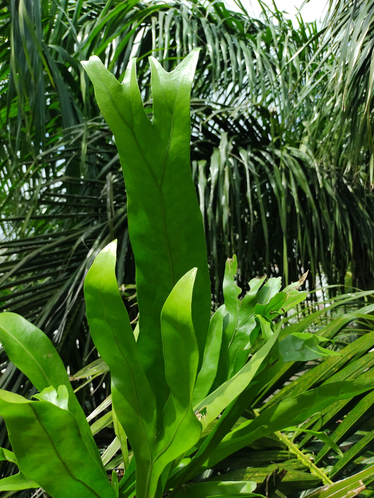 Helecho Polypodium Punctatum #8