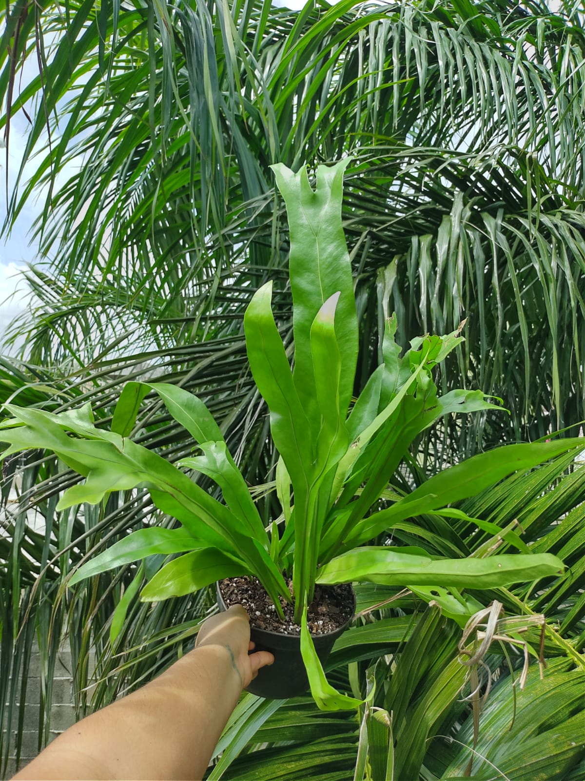 Helecho Polypodium Punctatum #8